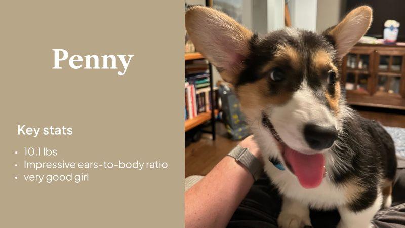 LinkedIn: A New Teammate Joined the Work From Home Office